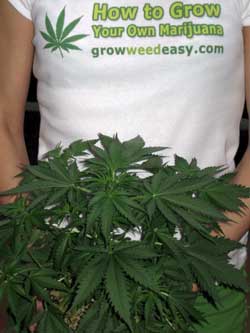 Как вырасти ваша собственная марихуана - GrowWeedEasy.com