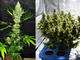 3.1umol/J 3500k Plant Grow Lights For Marijuana
