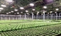Outdoor Greenhouse 330W IP65 Greenhouse LED Grow Lights
