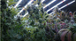 400 Watt 390nm Horticulture LED Grow Lights  For Seeding